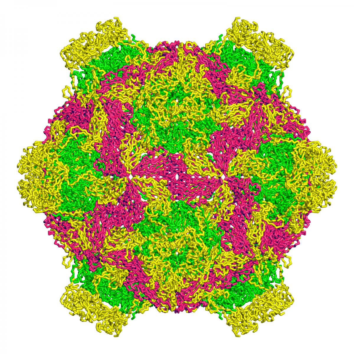 Molecular structure of the deformed wing virus