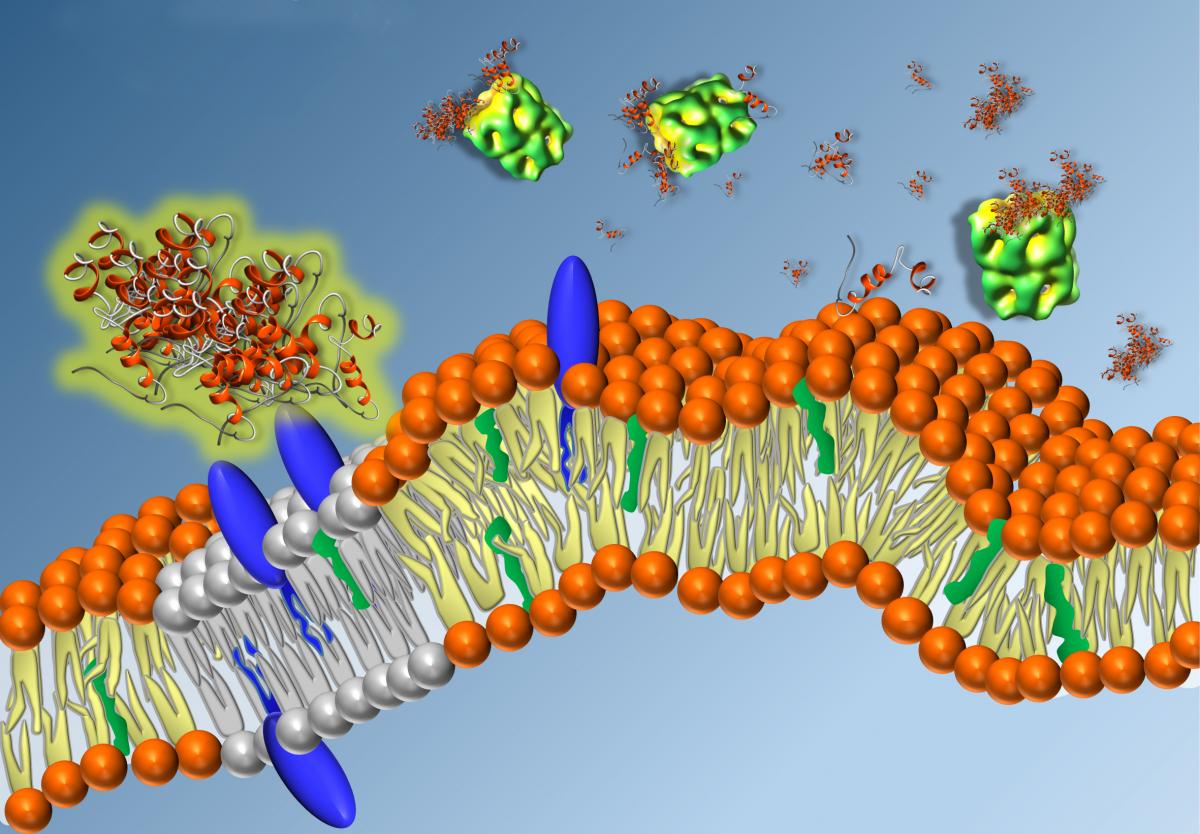 The Hsp60 protein can prevent the aggregation of amyloid β-peptides into plaques, which is a key characteristic of Alzheimer’s disease.