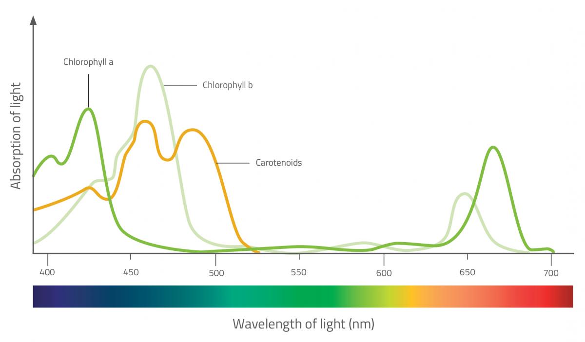 Absorption spectrum for photosynthetic pigments