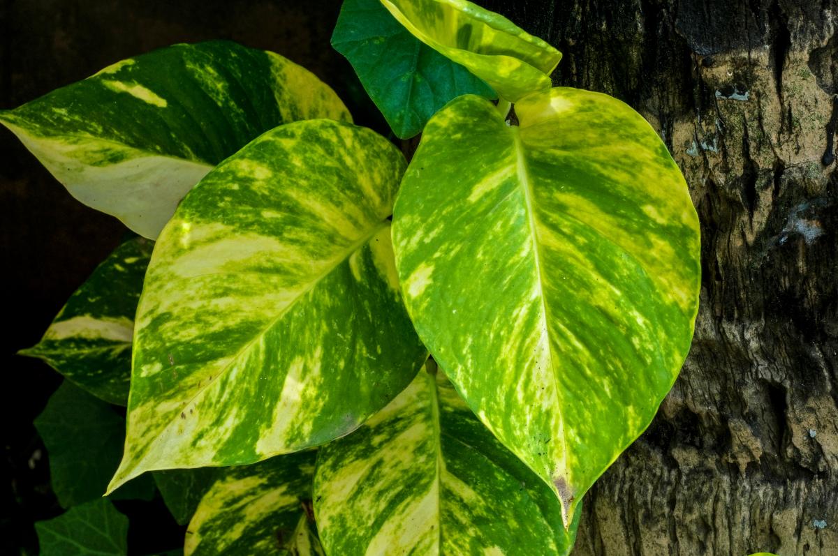 Leaves of Epipremnum aureum