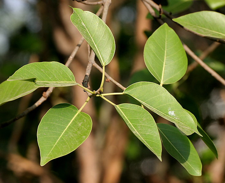 Leaves of Ficus benjamina, commonly known as weeping fig 