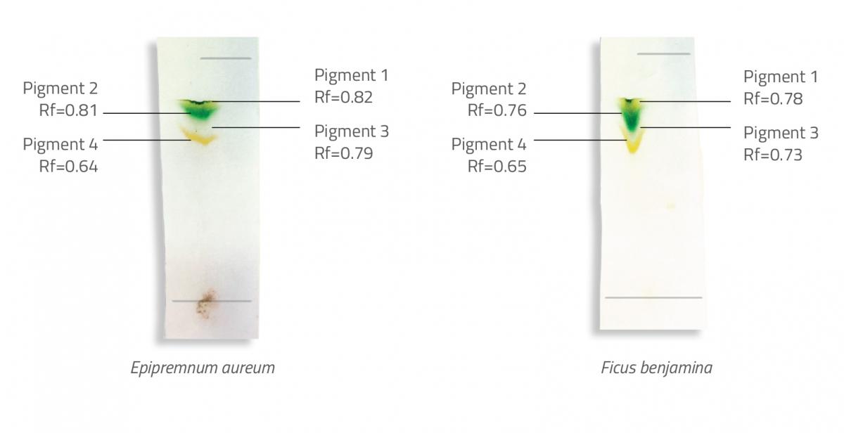 Chromatograms and corresponding Rf values for two leaf samples