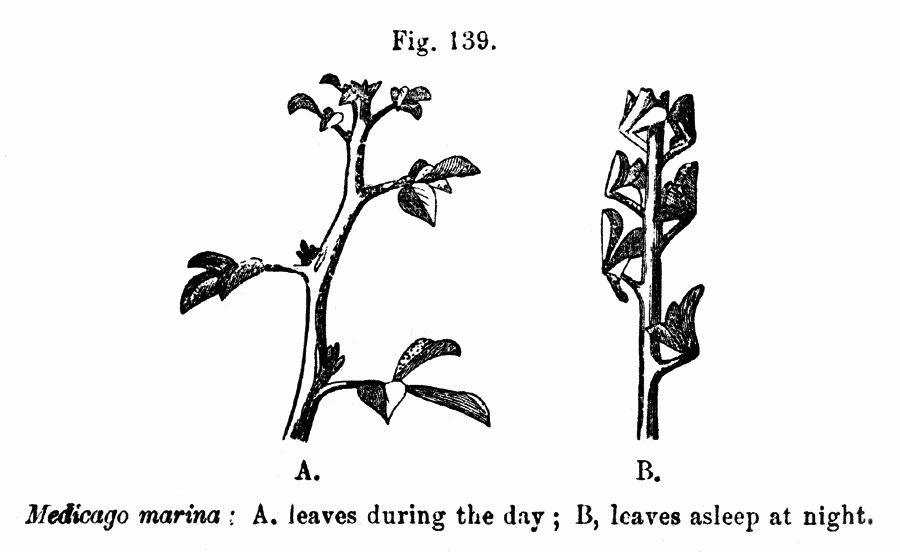 Illustrations of ‘sleep movements’ of Medicago leaves