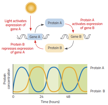 Figure 2: Negative feedback loop for a simple circadian clock