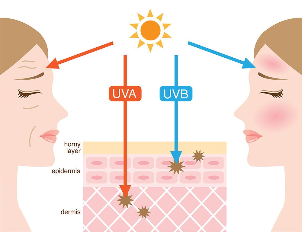 UVA rays penetrate deep into the skin’s thickest layer the dermis) resulting in skin ageing, while UVB rays damage the upper layers of the skin (the epidermis) causing sunburn.