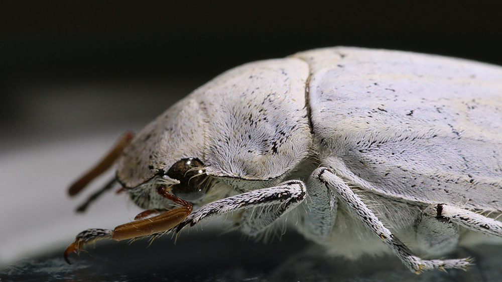Close-up of the Cyphochilus beetle, showing its white scales