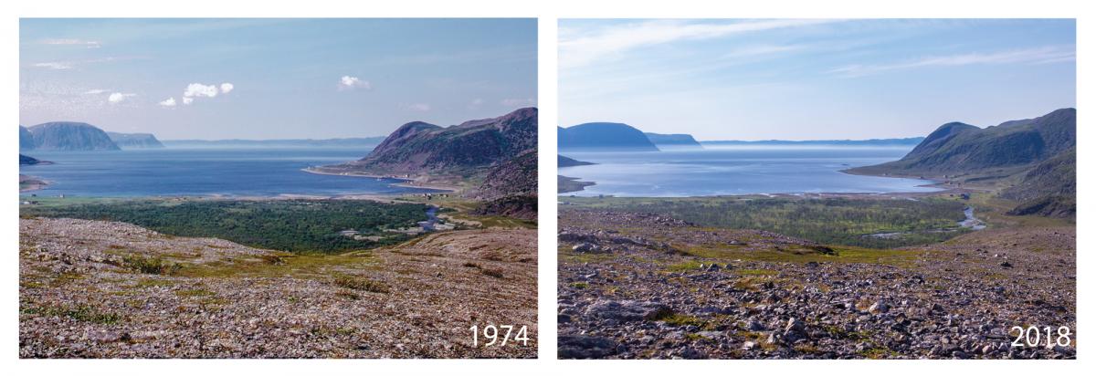 Figure 2: Gulgo, one of the world’s northernmost birch forests. Climate warming means the distant hillsides are greener today than in 1974, but the foreground forest shows moth damage