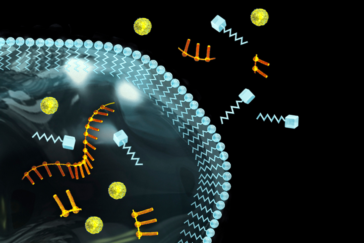 Artwork showing an evolving protocell. Fatty acids (blue molecules with spherical heads) form an outer membrane
