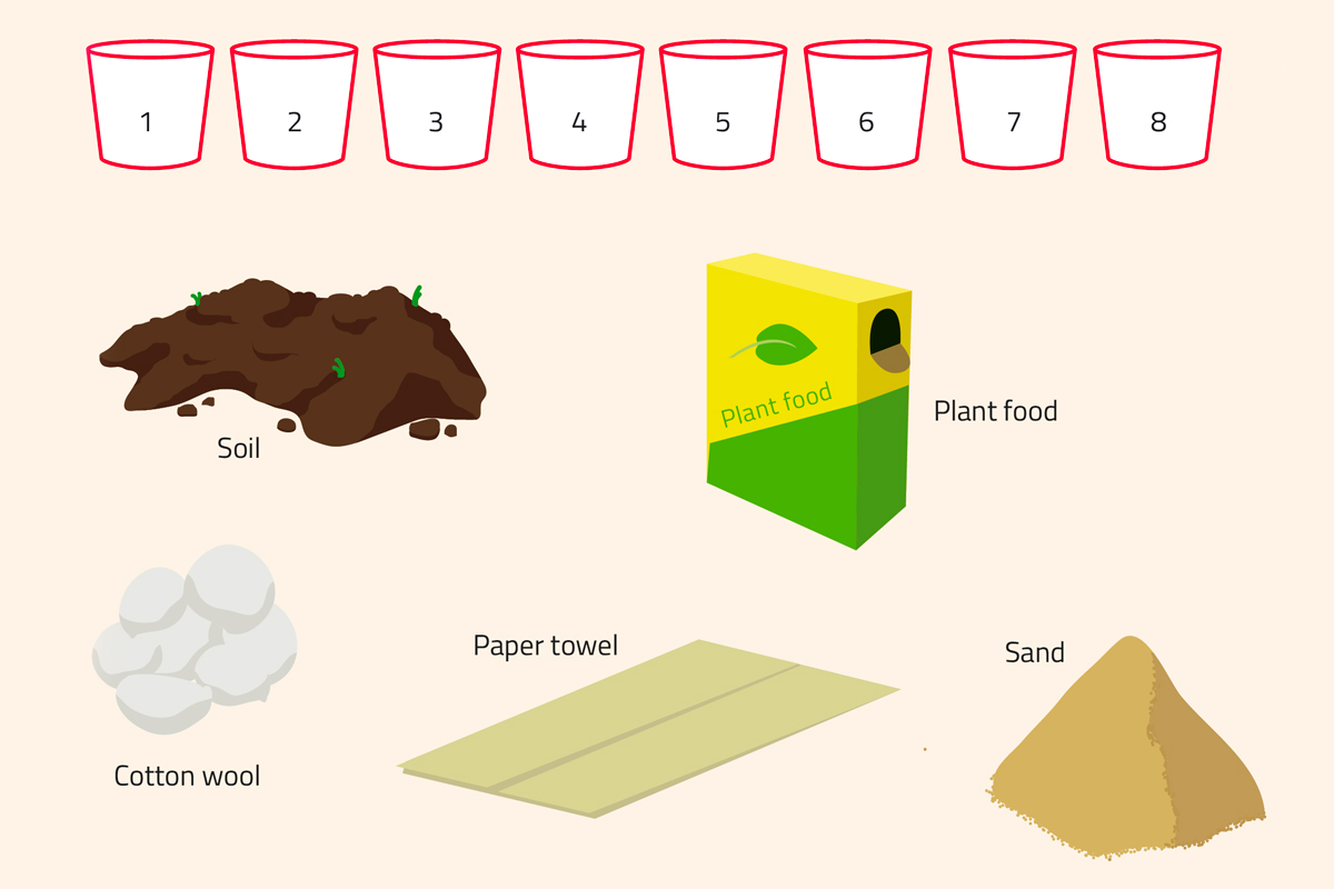 Materials for activity 2, which investigates whether plants need soil