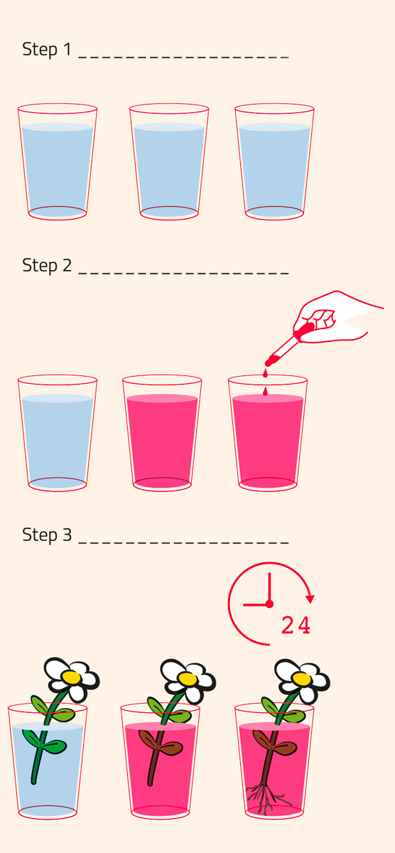 Procedure for activity 3, which looks at how water is transported in plants