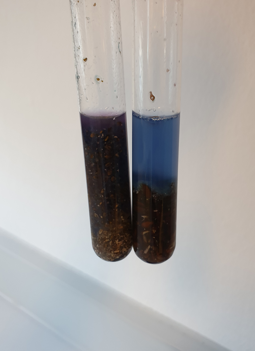 Colour change after adding copper(II) sulfate solution to chia seeds (left) and linseeds (right)