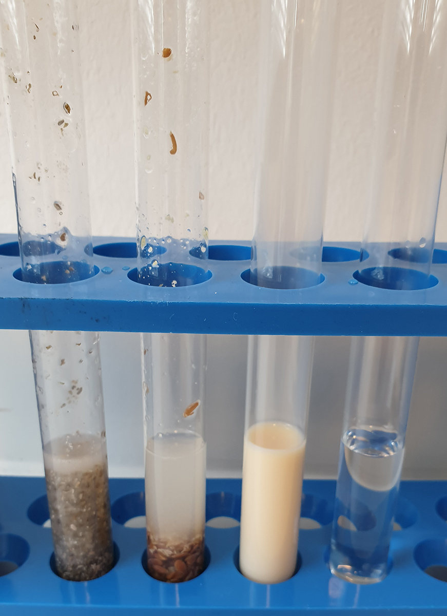 Test tubes with (from left) chia seeds, linseeds, milk, water