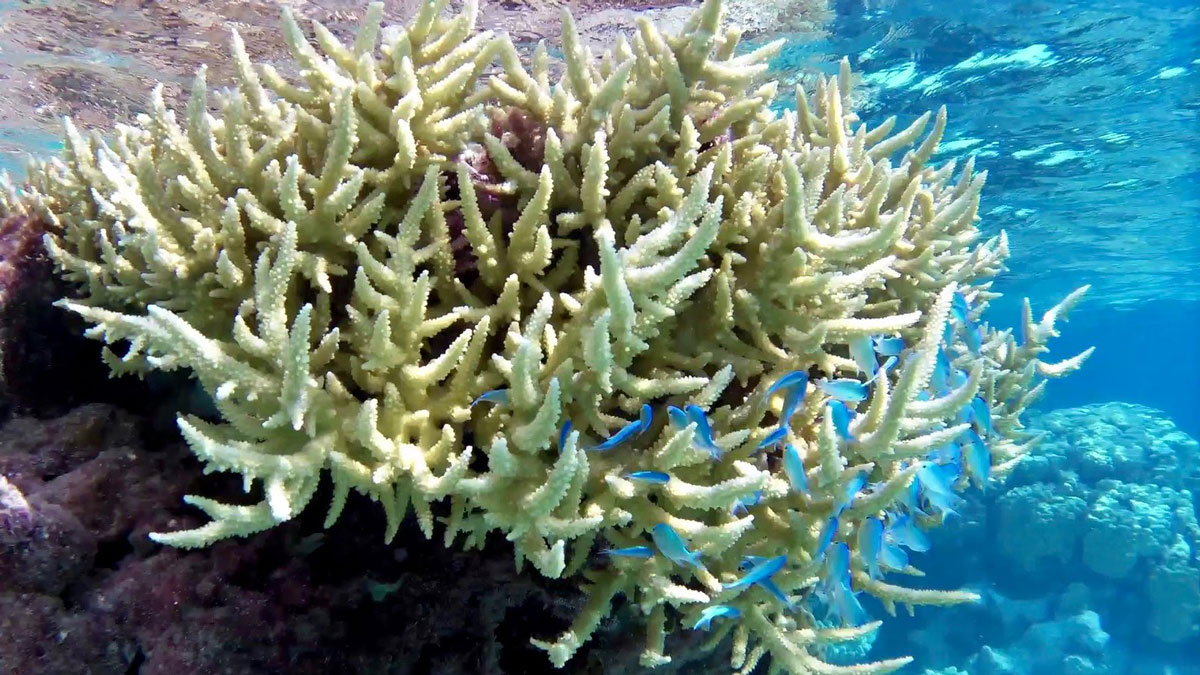 Coral reef in French Polynesia – an exotic life form on Earth