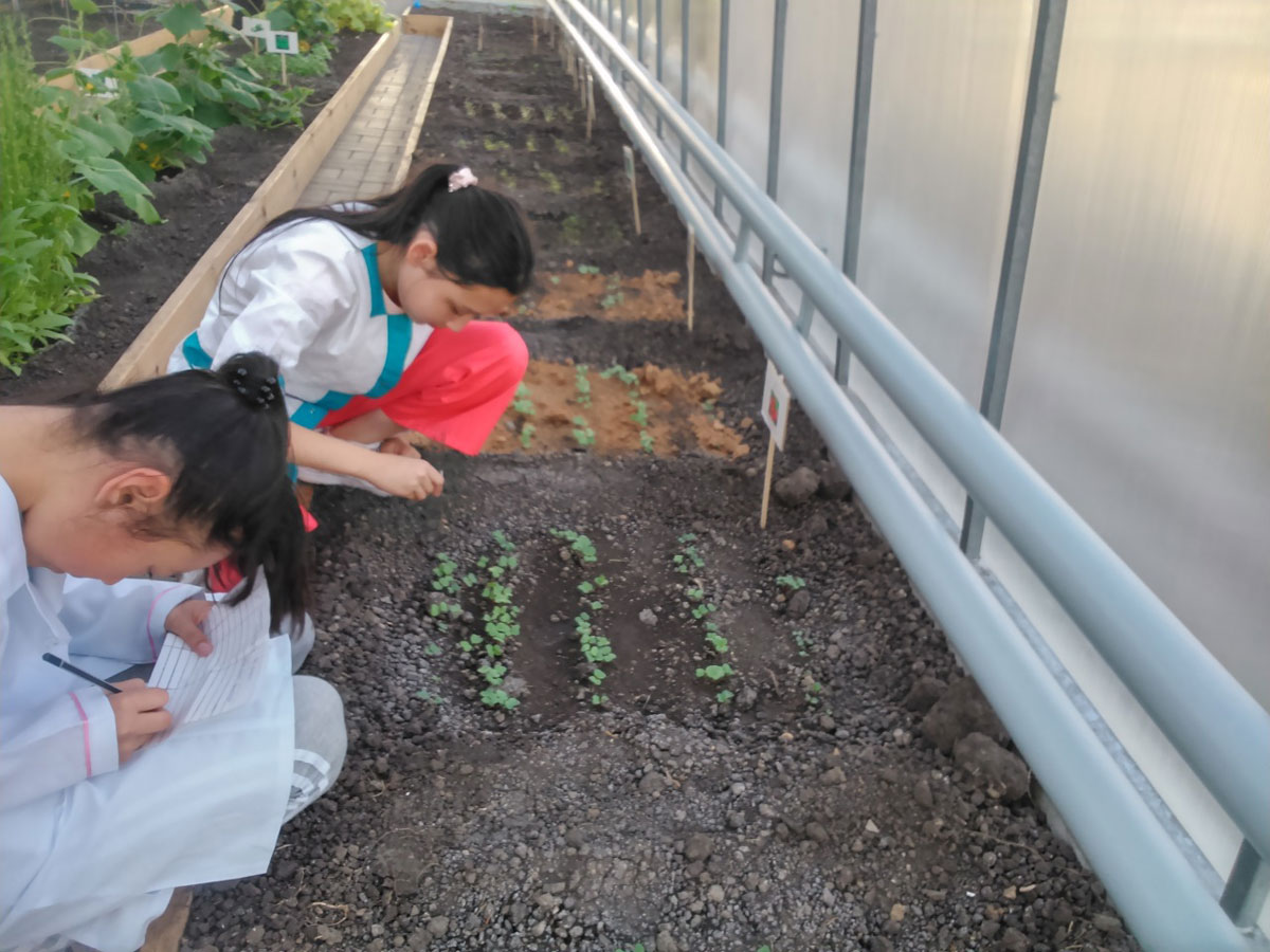Students recording radish data from the different soil plots