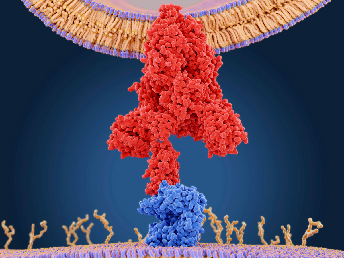 A coronavirus spike protein attaching to an ACE2 receptor on a human cell