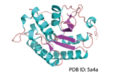 ProteinTeaser