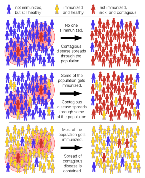 Herd immunity: when enough people are immune, there aren’t enough susceptible people for the disease to spread.