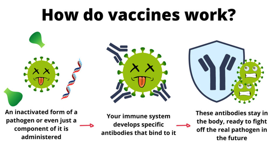 Vaccines contain an inactivated pathogen that can’t make you sick but does stimulate your immune system to produce antibodies.