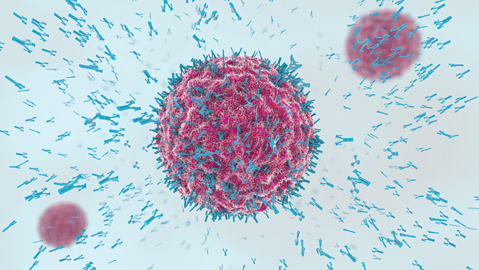 Antibodies attacking a virus