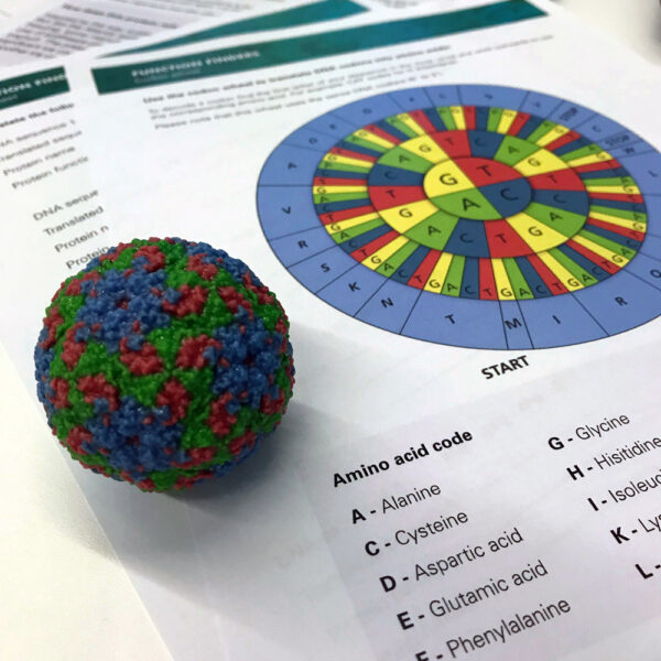 3D model of Rhinovirus placed on top of a Function finder worksheet.