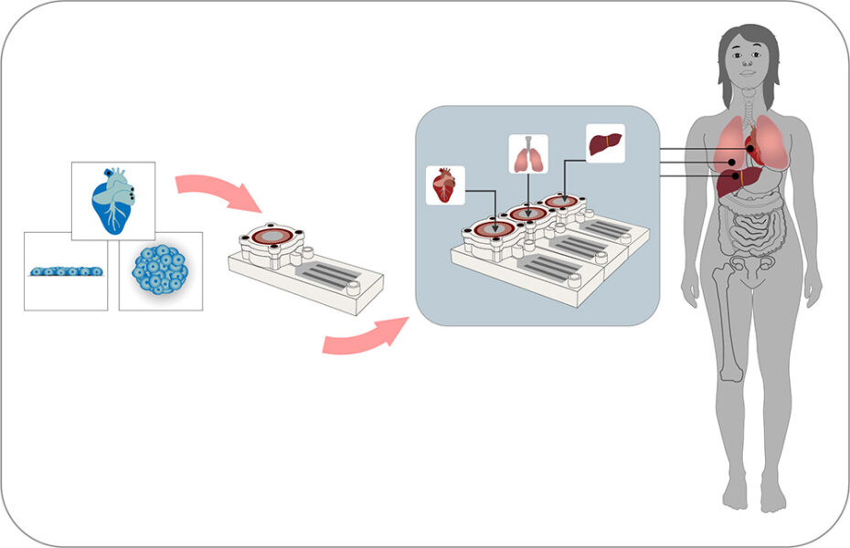 Esquema que muestra como varios multi-organ-chip pueden ser usados de forma secuencial para simular el cuerpo humano