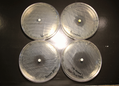 Zerdeçal, limon suyu ve gargaralarla ıslatılmış kağıt disklerin etrafındaki petri kabında bakteri üremesi olmayan temiz bölgeler.