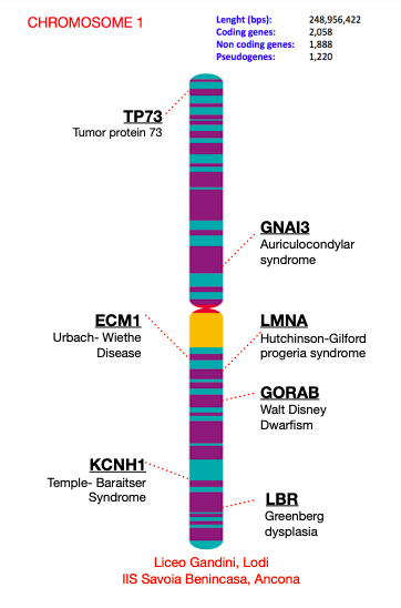 The location of annotated genes is shown on chromosome 1. 