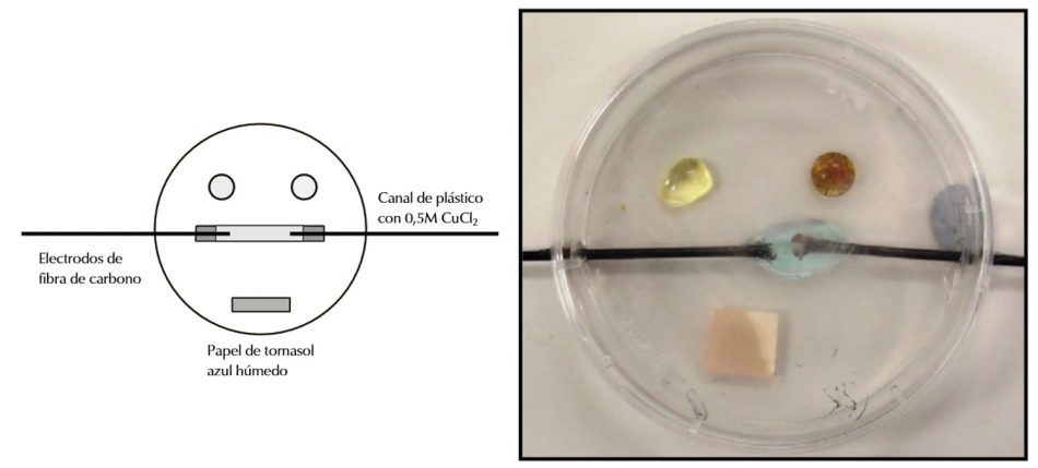 Un montaje a microescala para la electrólisis de cloruro de sodio o de cobre (II) en una placa de Petri