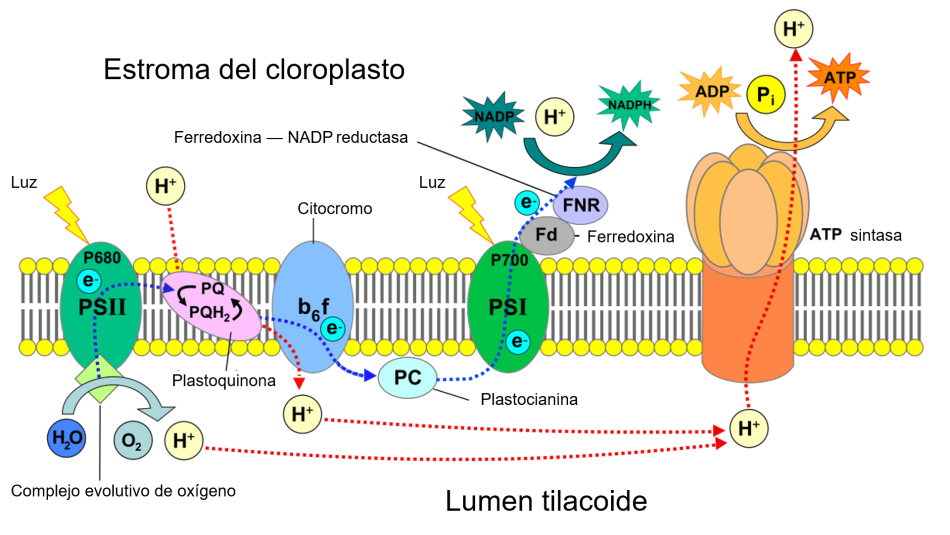 Ordenamiento de los fotosistemas en la membrana tilacoide que incluye detalles sobre las trayectorias fotosintéticas.