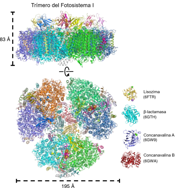 Una estructura 3D del fotosistema I generada por computadora.