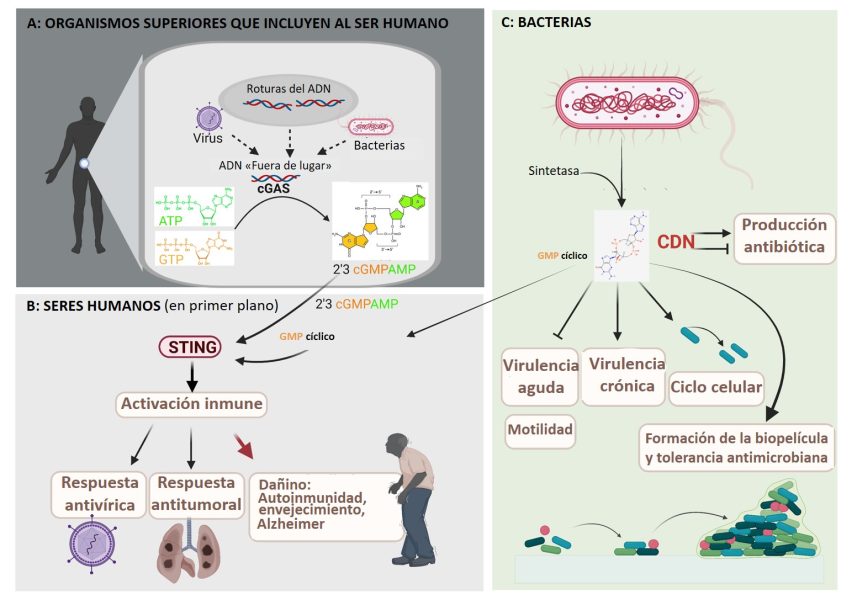 Infografía que resume la biogénesis y la función fisiológica de las vías de señalización de los segundos mensajeros CDN en los organismos superiores.