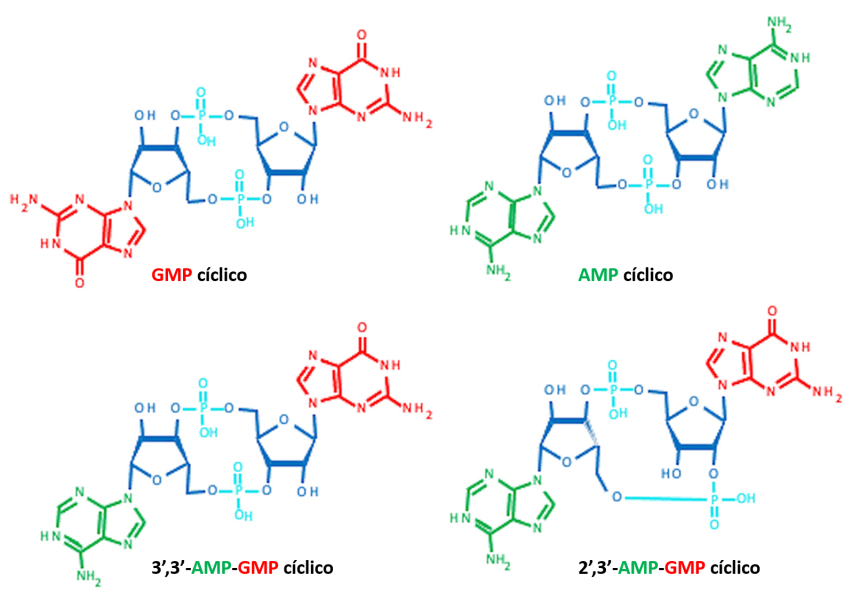 Estructuras químicas que representan moléculas de GMP cíclico, AMP cíclico, 3’,3’-AMP-GMP cíclico y 2’,3’-AMP-GMP cíclico.