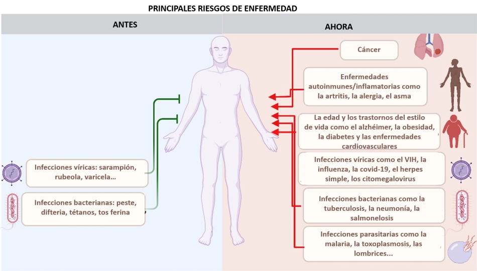 Descripción de un ser humano con cuadros de texto en los que se enumeran los principales tratamientos de enfermedades como el cáncer, las infecciones y las enfermedades autoinmunes e inflamatorias.