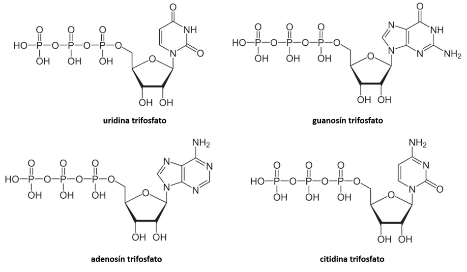 Estructuras químicas que representan moléculas de uridina, guanosín, adenosín y citidina trifosfato.