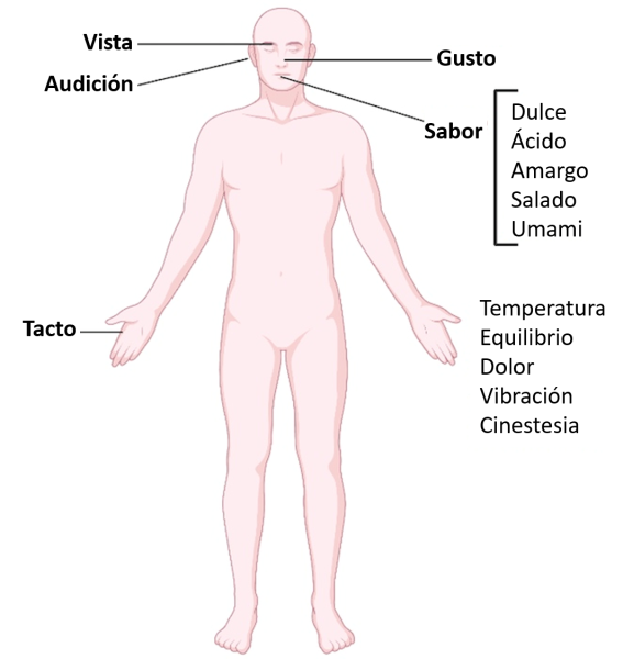 Esquema de un ser humano con los nombres de los sentidos.