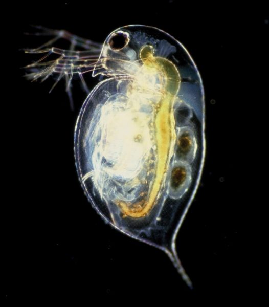 Daphnia Pulex con un fondo oscuro. Los órganos internos son visibles. 