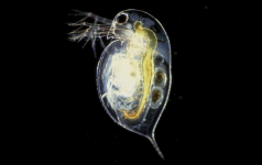 Daphnia pulex