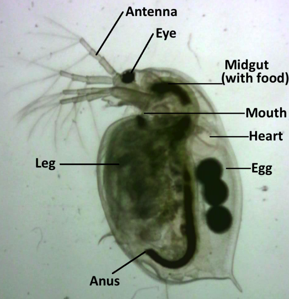 Daphnia magna. Antenna, eye, midgut, mouth, hearth, eggs, leg and anus are indicated.