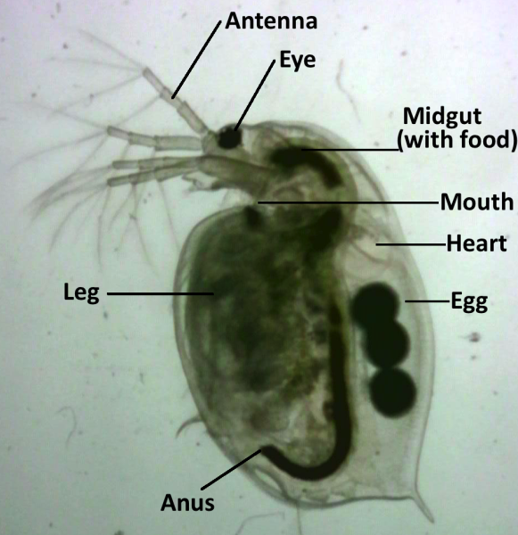 Dafnia magna. Sono indicati le antenne, l'occhio, l’intestino medio, la bocca, il cuore, le uova, la zampa e l’ano.