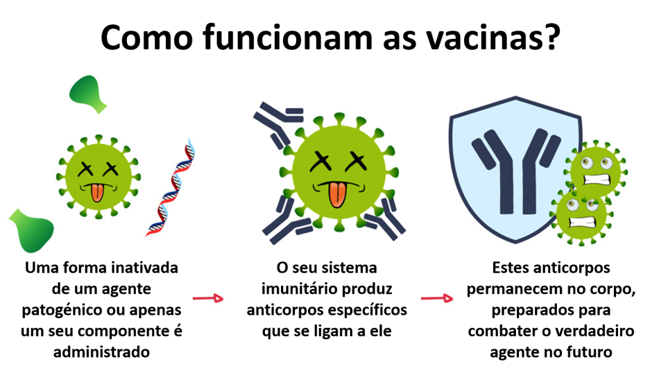 As vacinas contêm um agente patogénico inativado que não nos adoece, mas estimula o nosso sistema imunitário para a produção de anticorpos