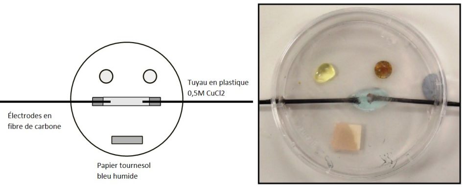 Un montage à micro-échelle pour l'électrolyse du chlorure de sodium ou du chlorure de cuivre(II) dans une boîte de Pétri.