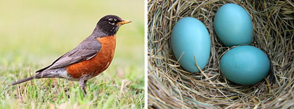 Por qué el color azul es tan raro en la naturaleza?