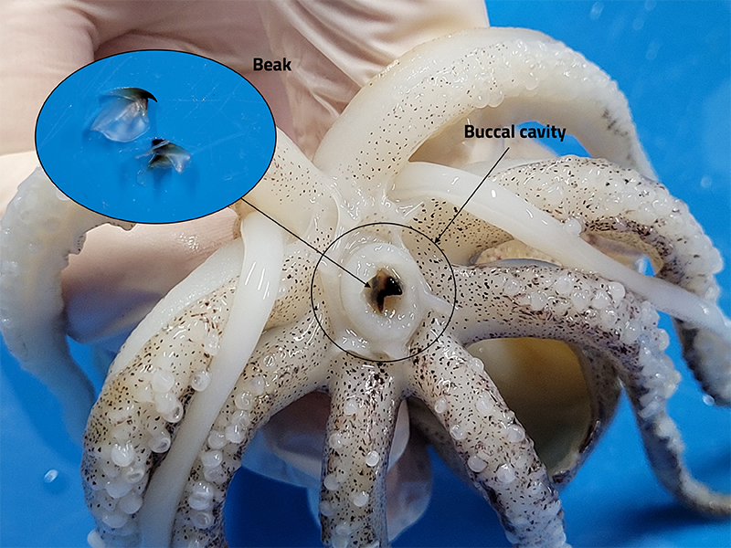 Squid dissection: a hands-on activity to learn about cephalopod