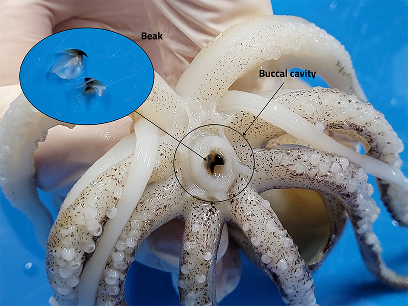 sections of a squid