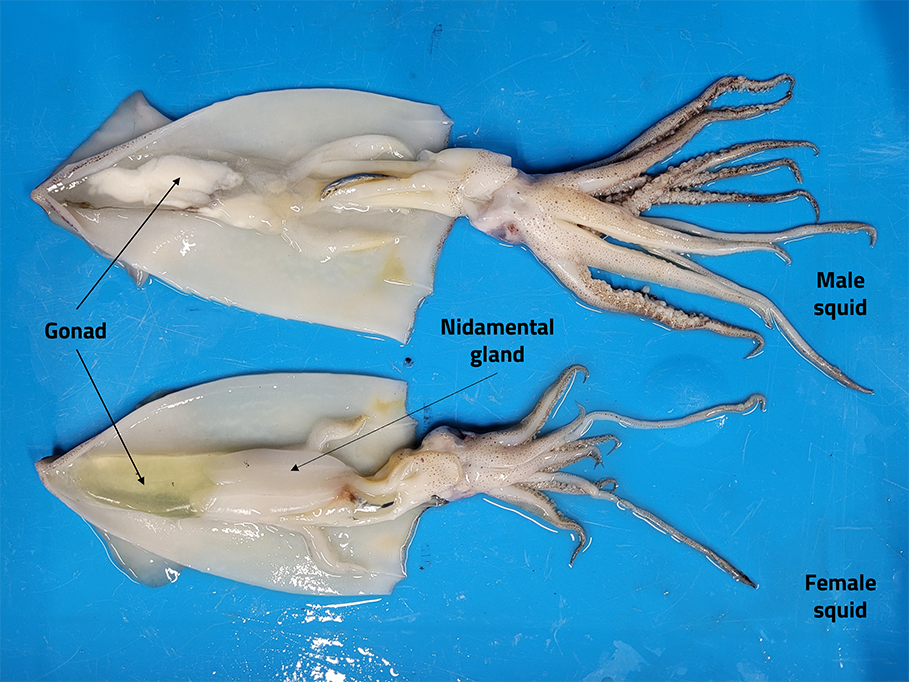 Internal anatomy of a squid vrogue co