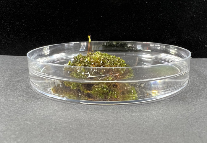 Moss soaking in a petri dish