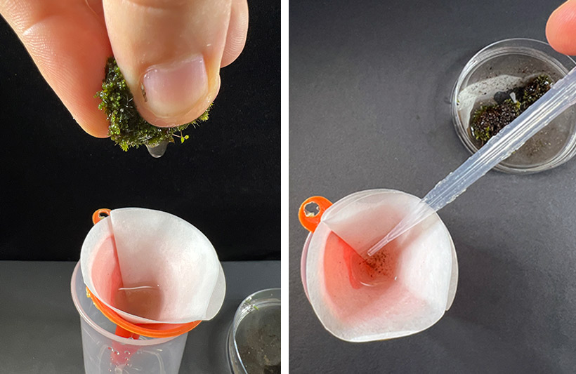 Squeeze moss on a filtered funnel and then collect it with a Pasteur pipette