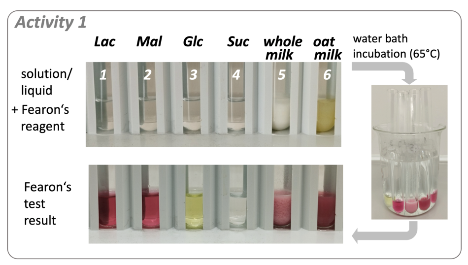 A series of images showing lactose, maltose, glucose, sucrose, and whole milk and oat milk in solutions plus Fearon's reagent after incubation at 65°C. The test results show the different colors that monosaccharides (white and yellow) and disaccharides (pink shades) have.