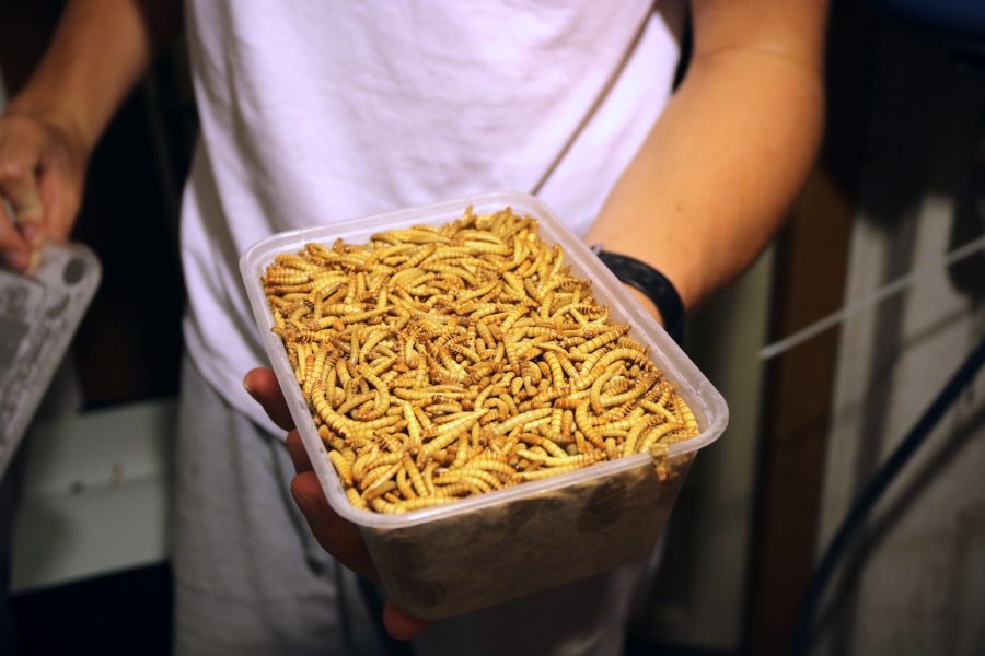 A person holding a container of worms in their hands.