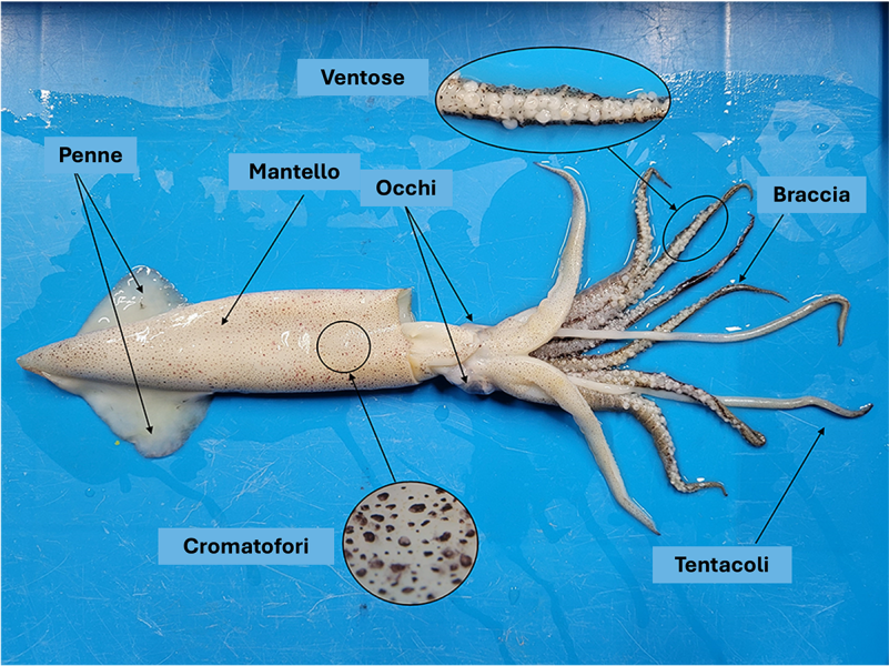 Un calamaro giace su un tavolo. Le frecce indicano caratteristiche come pinne, mantello, occhi, tentacoli e braccia. Sono evidenziati i cromatofori ingranditi sul mantello e le ventose sulle braccia.